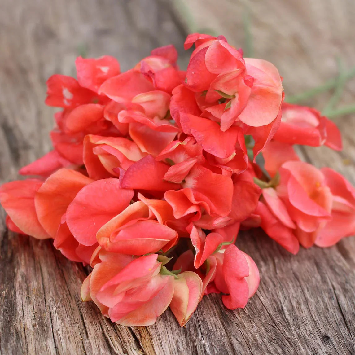 Orange Sweet Pea Flower seeds for Planting Colorful Display Heirloom & GMO Free Seeds for Home Garden 
 
 Sale for planting in home garden