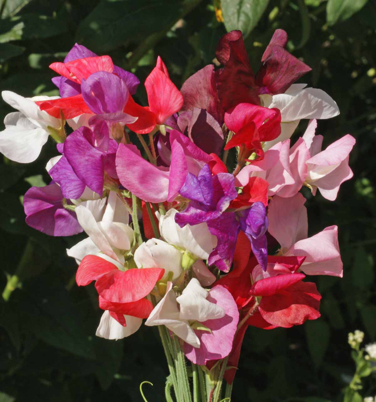 Sweet Pea Flower Seeds Planting Red