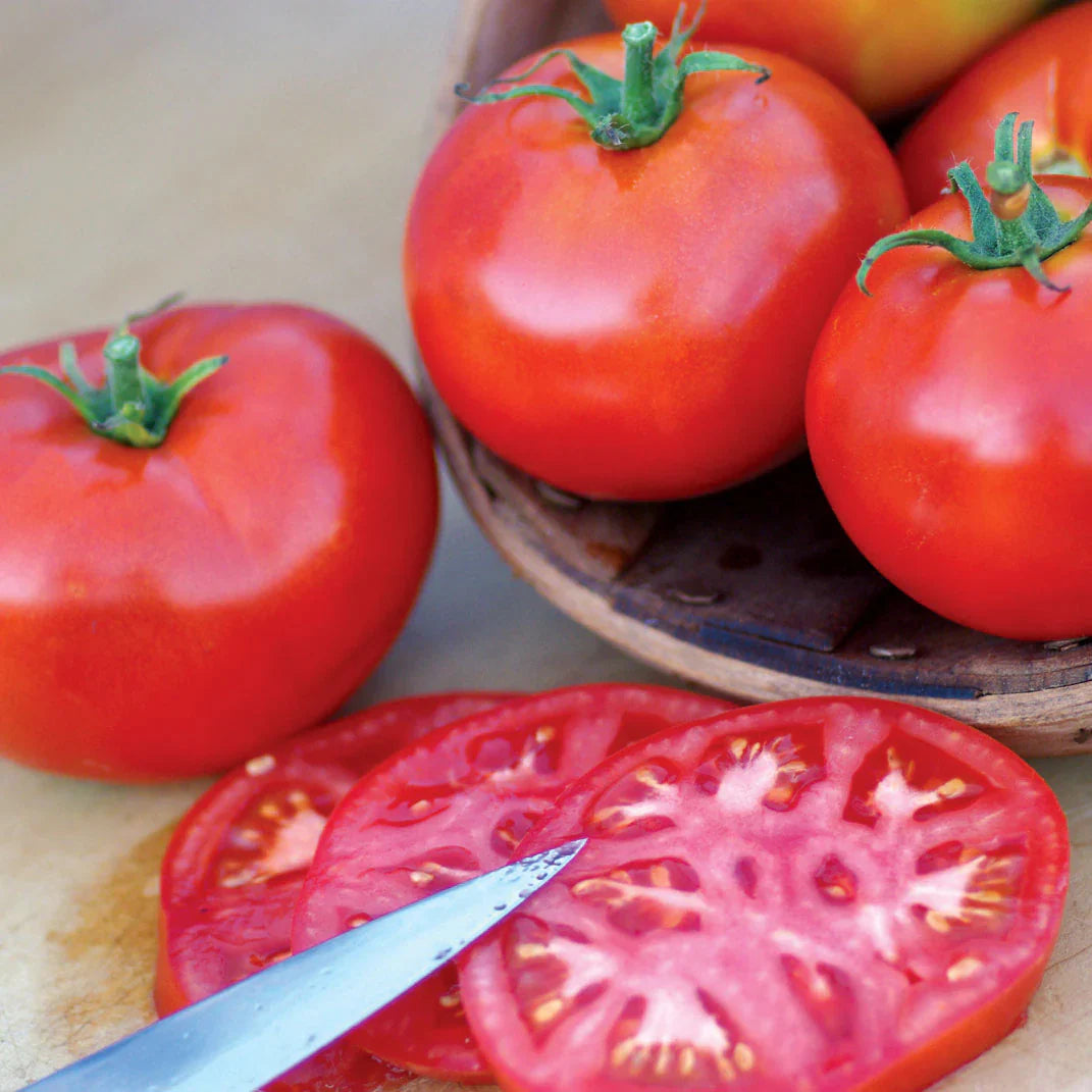 Burbank Tomato Seeds For Juicy Slices Planting Vegetable Seeds