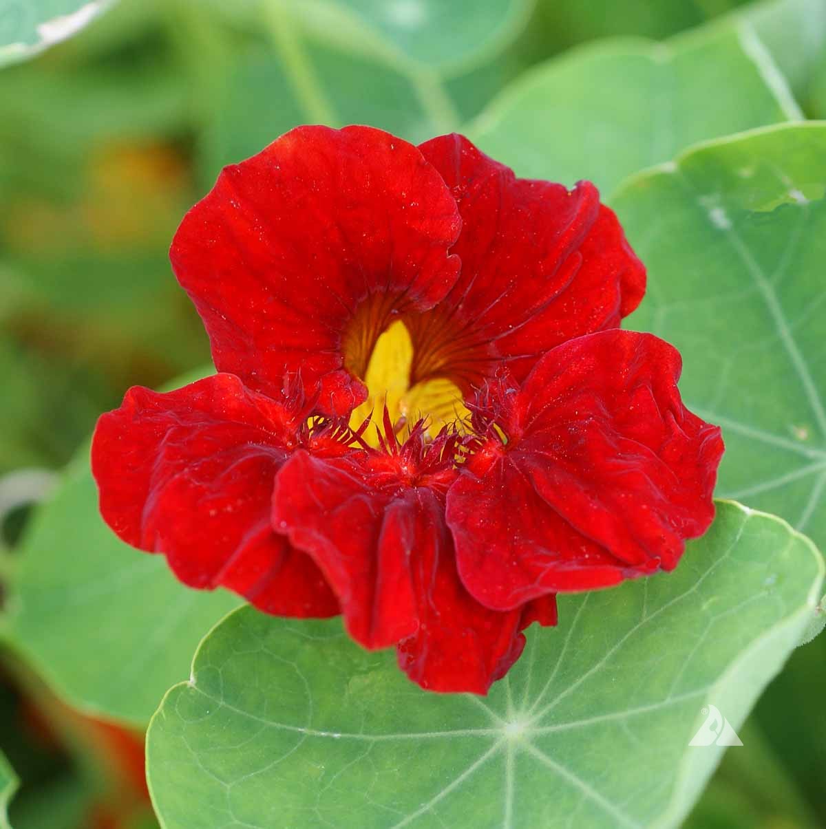 Dark Red Tropaeolum Nasturtium Flowering Seeds For Planting