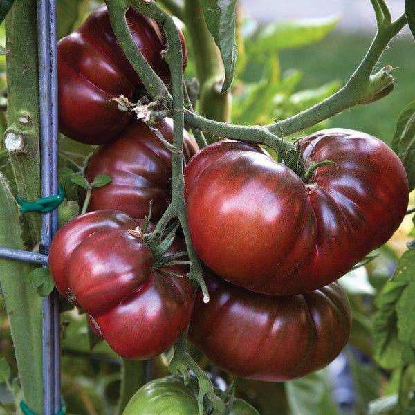 Nutritious Brown Tomato Seeds For Exotic Planting Displays Vegetable Seeds