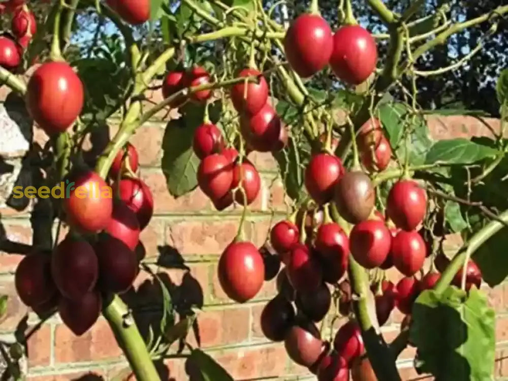 Plant Tamarillo Seeds in your garden for delicious, fresh fruit.