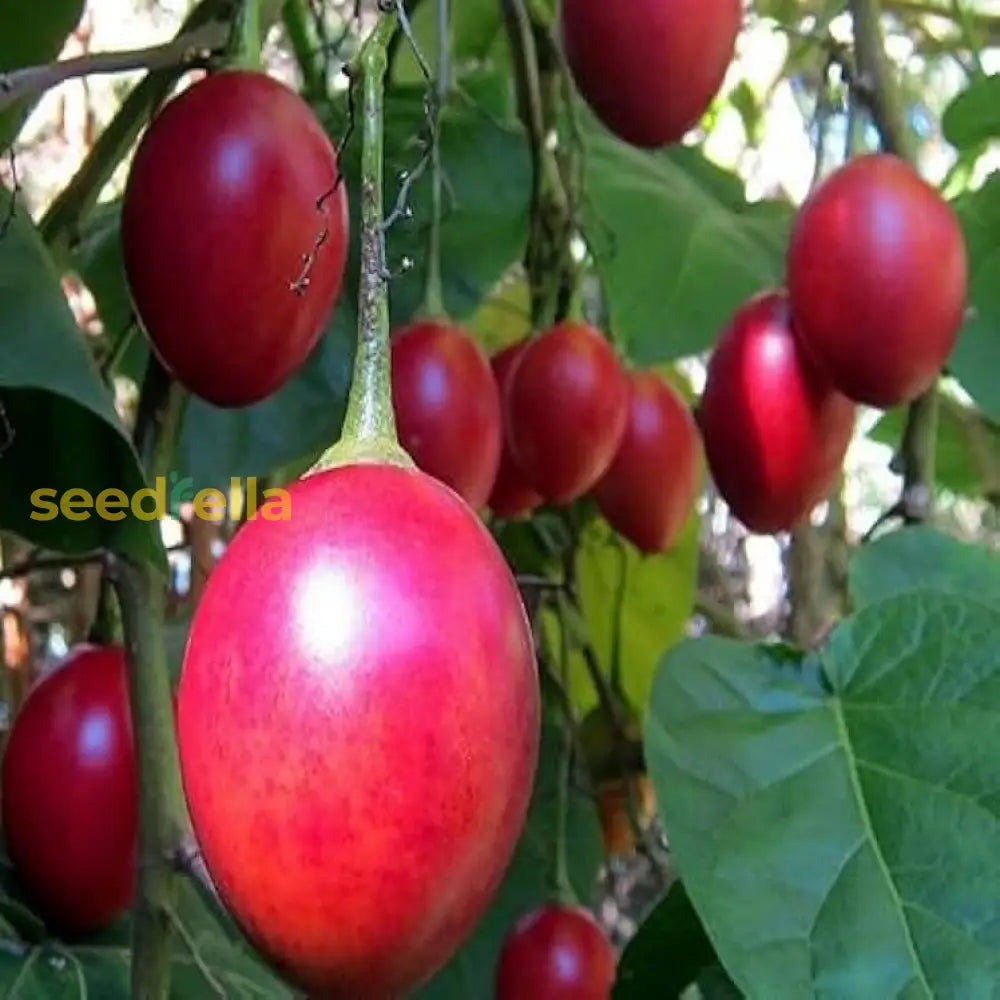Tamarillo Seeds for planting and growing tangy, sweet tamarillo fruits.