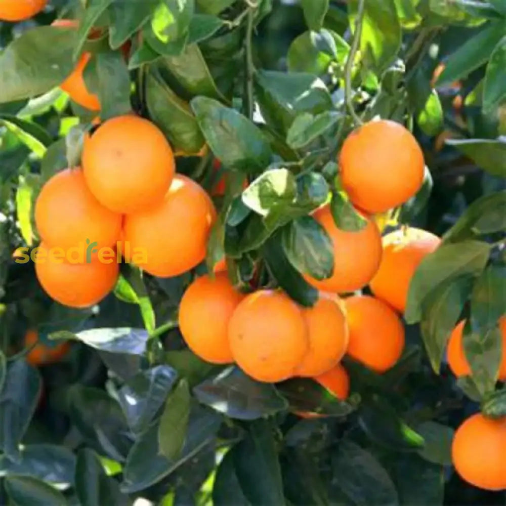 Tangerine Fruit Seeds for planting and growing delicious, sweet citrus fruit.