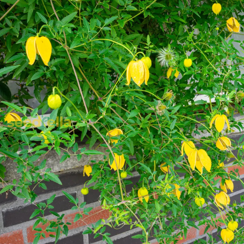 Yellow Tangutica flowering seeds for gardens