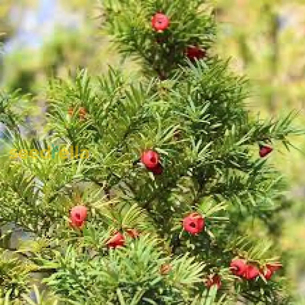 Taxus Baccata Seeds for planting and growing elegant yew trees.