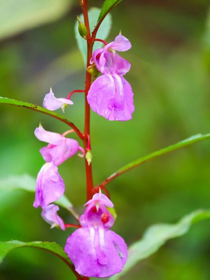 Balsam Flower Seeds for Planting - Baby Pink