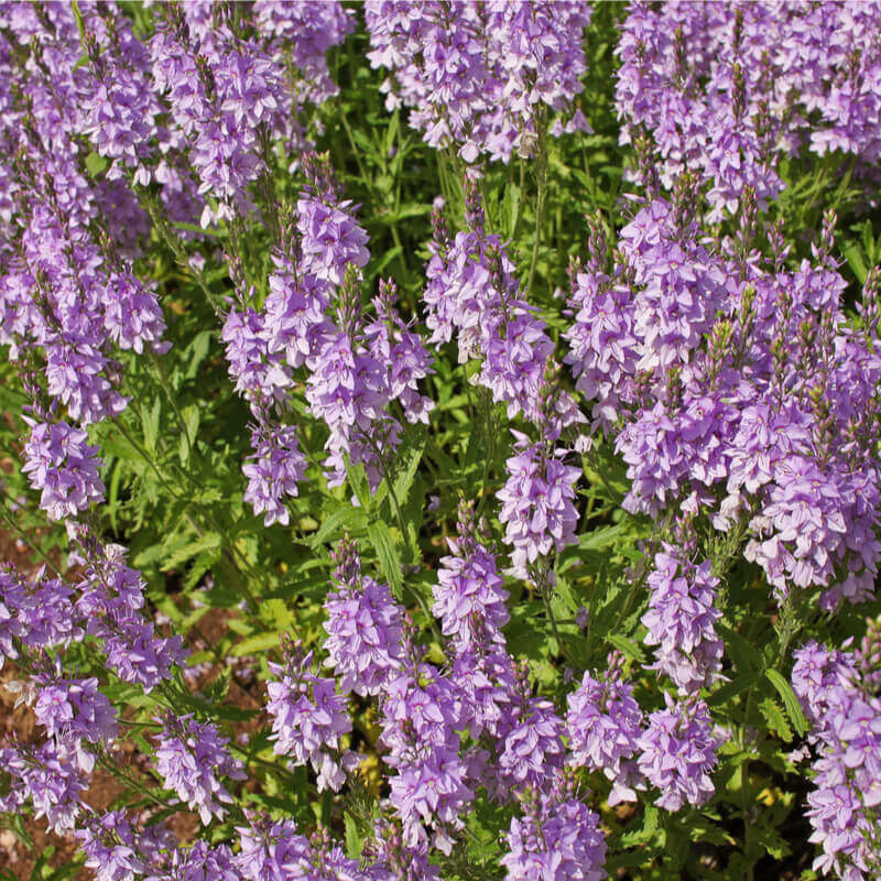 Germander (Teucrium chamaedrys) Seeds