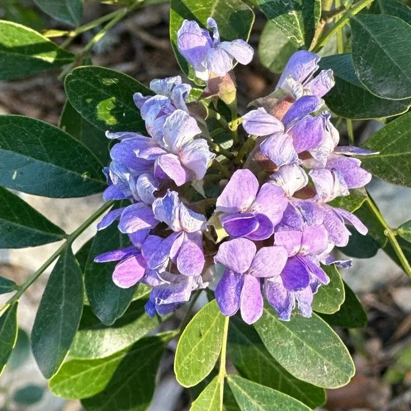 Texas Laurel flowering seeds for landscapes