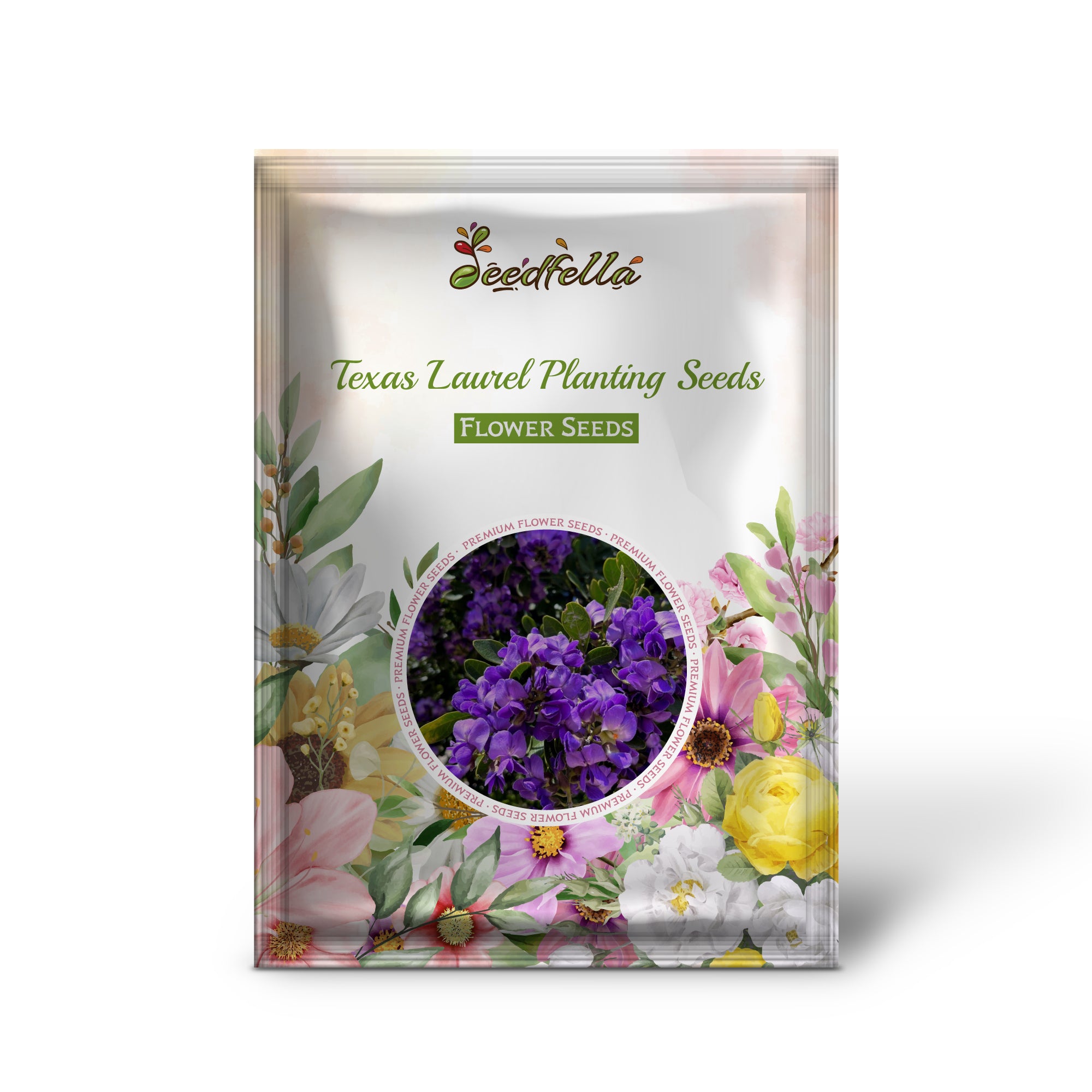 Texas Laurel garden seeds for outdoor planting