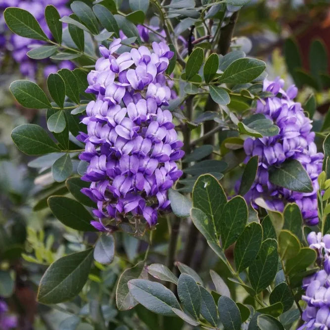 Texas Laurel seeds for planting