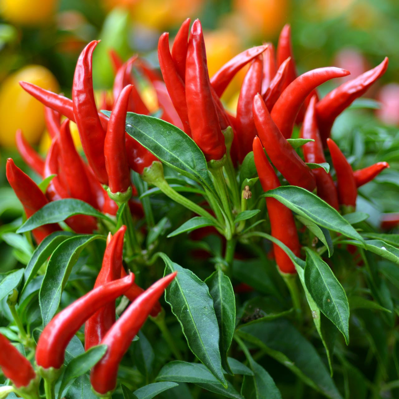 Thai Hot Pepper Seeds For Spicy Dishes | Perfect Planting Vegetable Seeds