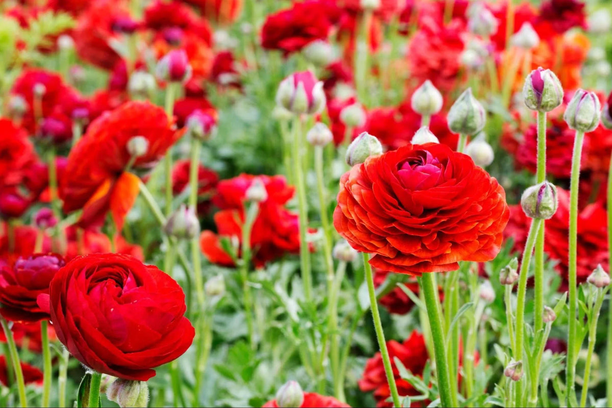 Red Ranunculus Flower Seeds Flower seeds for Planting Sun Loving Heirloom & GMO Free Seeds for Home Garden 
 
 Sale for planting in home garden
