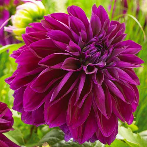 Dahlia Flower Seeds In Vibrant Purple - Ideal For Planting And Eye-Catching Garden Designs