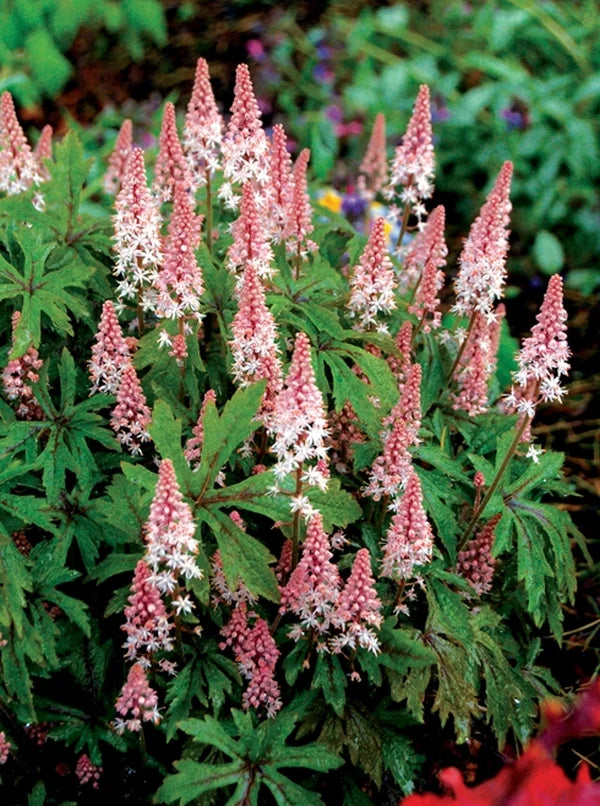 Non GMO white foam flower Tiarella seeds