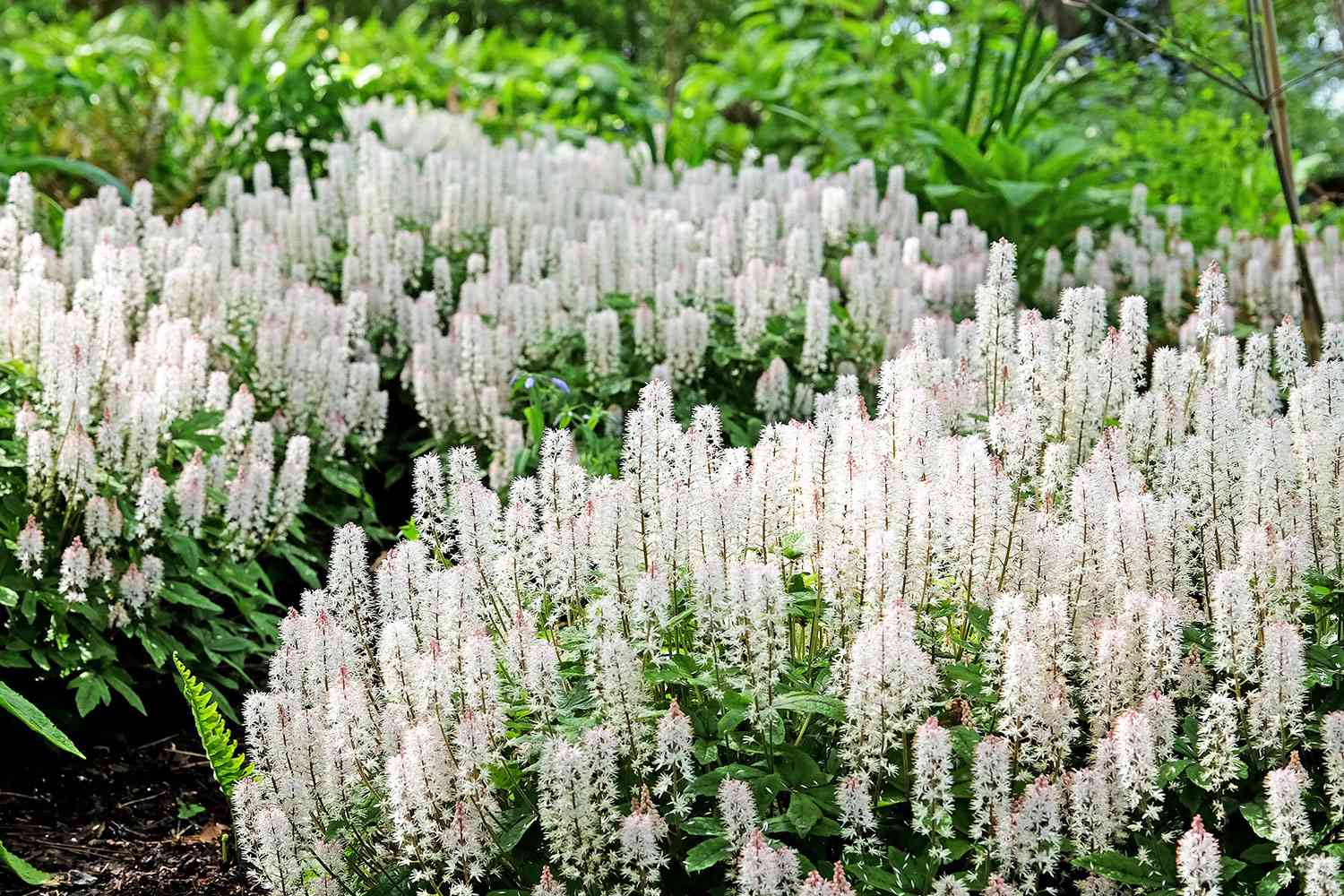 White Tiarella foam flower seeds for planting