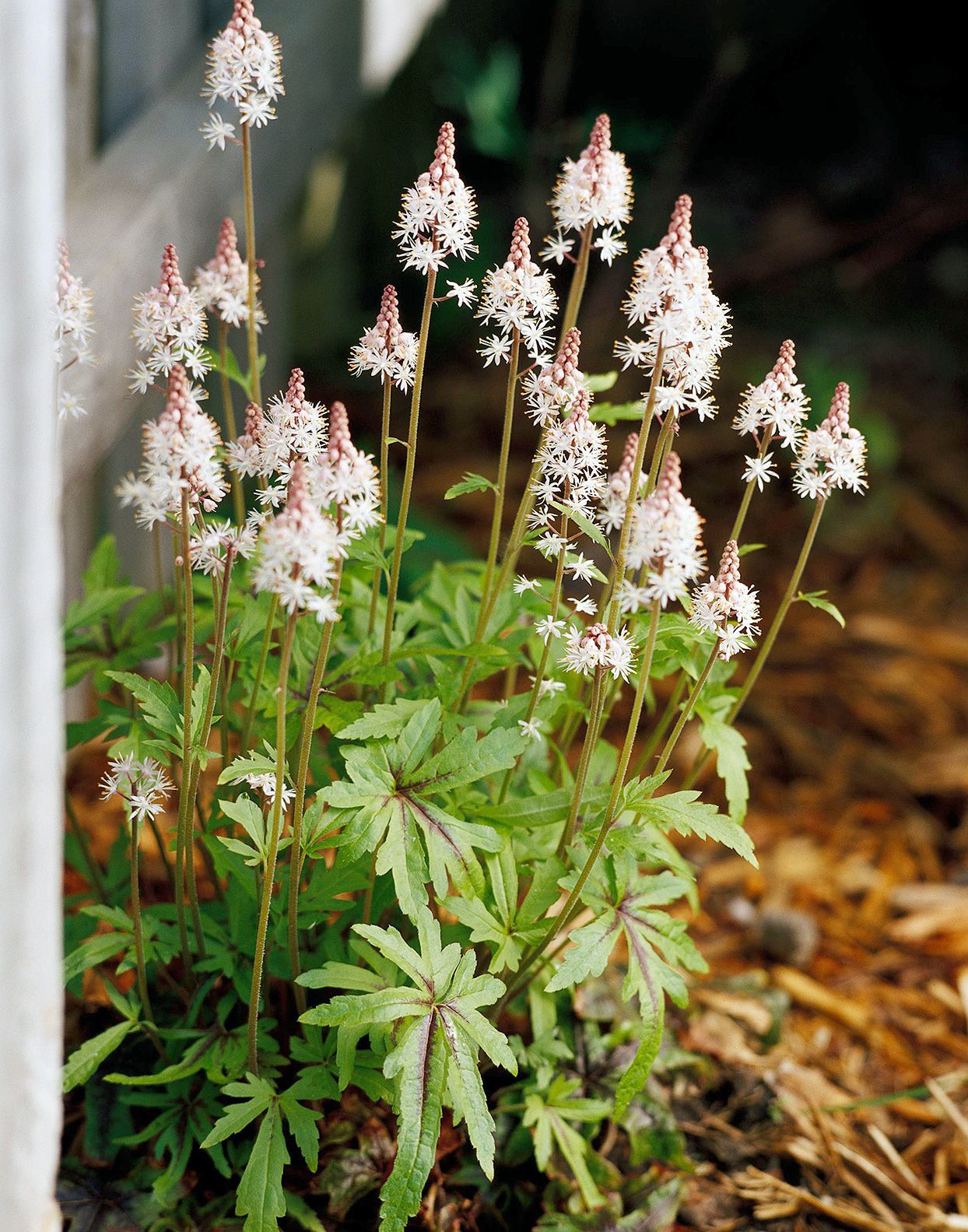White Tiarella flowering seeds for gardens