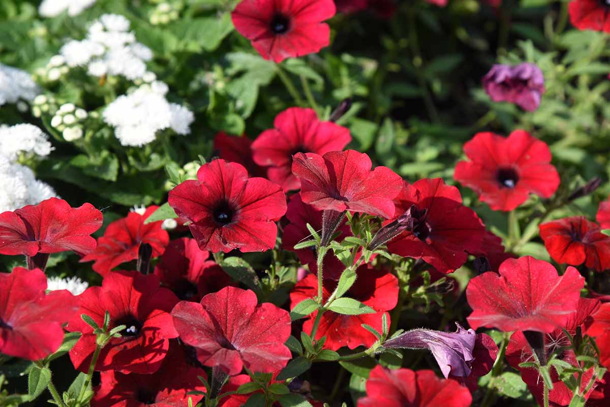 Velour Petunia Seeds For Planting - Grow Velvet Blooms Flower