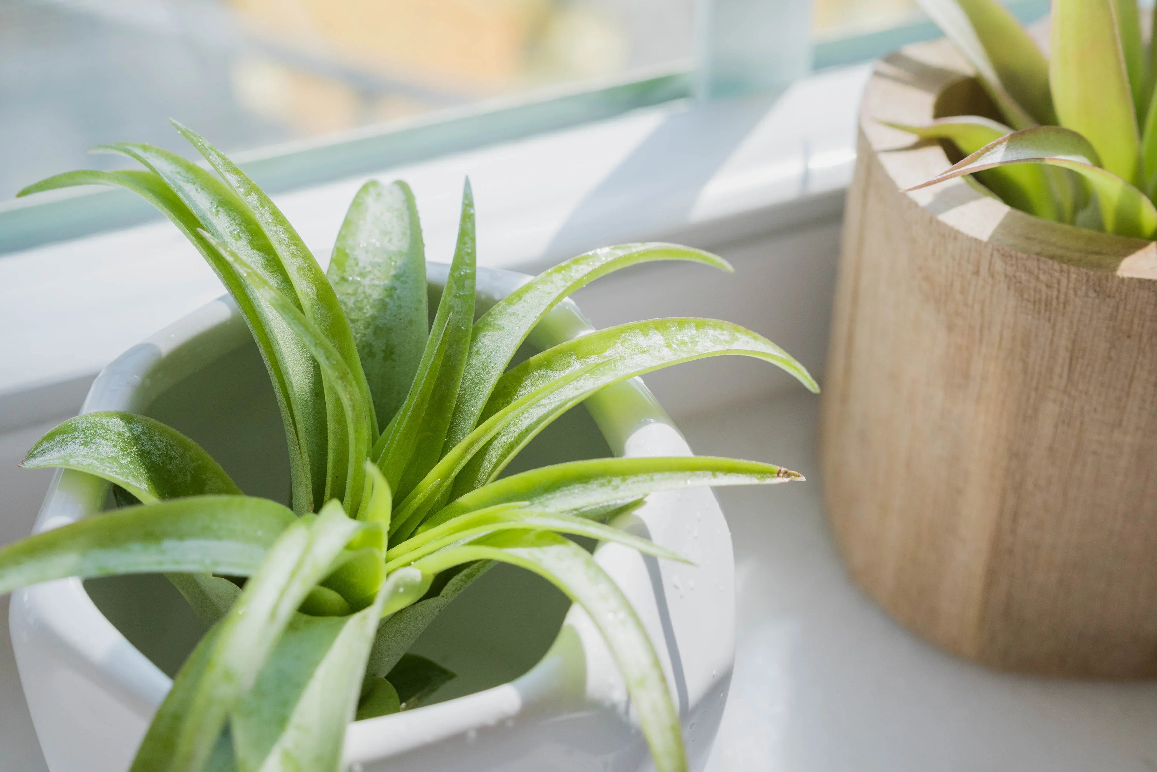 Light Green Airplant Seeds For Planting - Refresh Your Collection With Vibrant Greenery