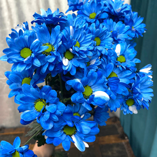 Blue Osteospermum Seeds For Planting - Add Stunning Blooms To Your Garden