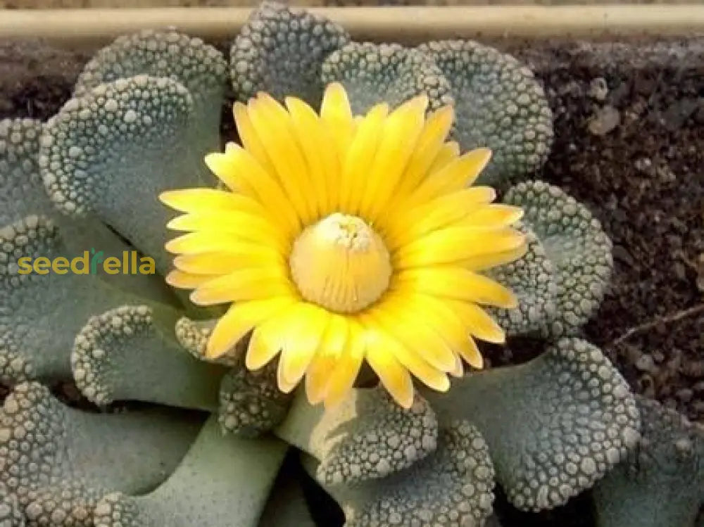 Non GMO Titanopsis Fulleri seeds