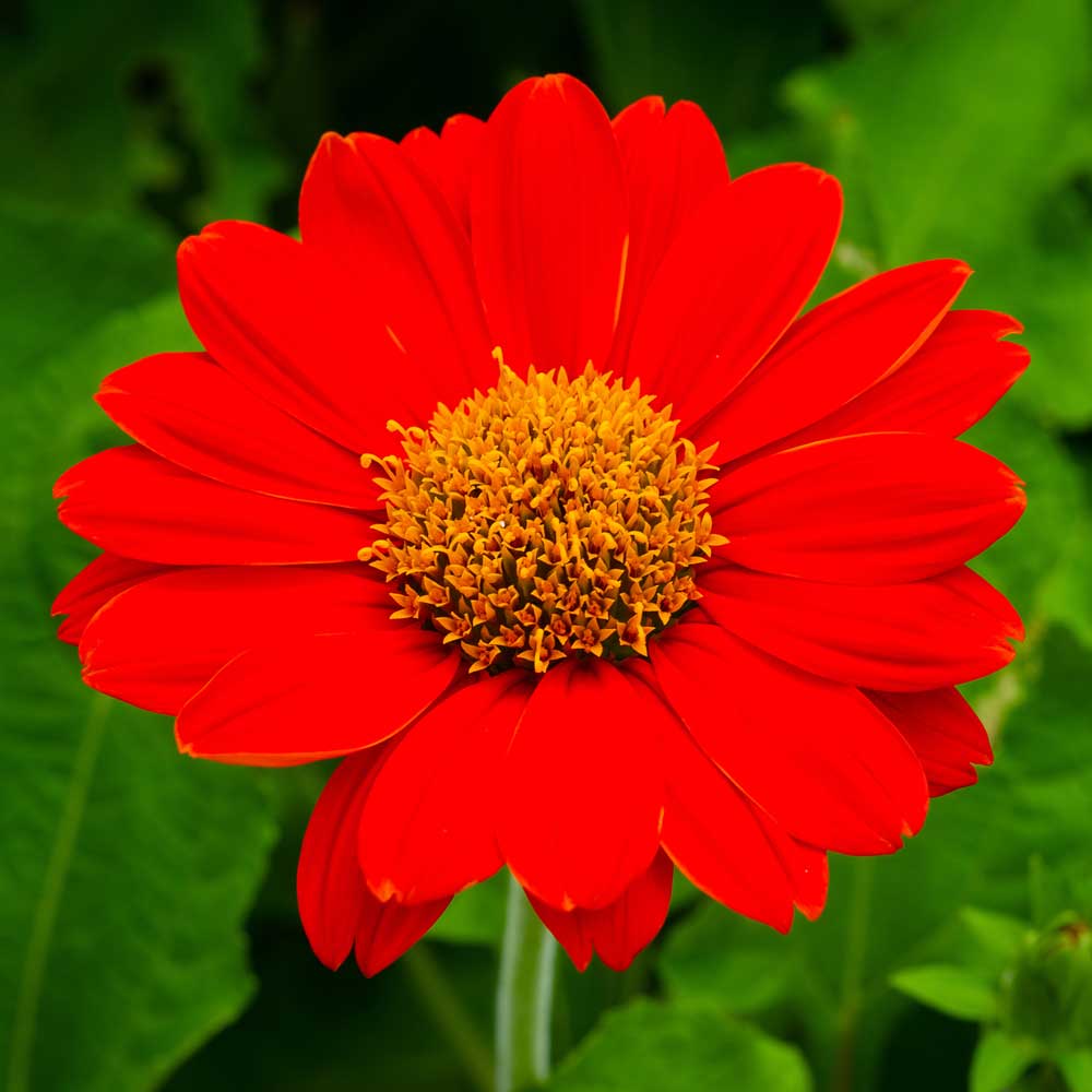 Mexican (Mexican SunFlower) seeds for planting in home garden
