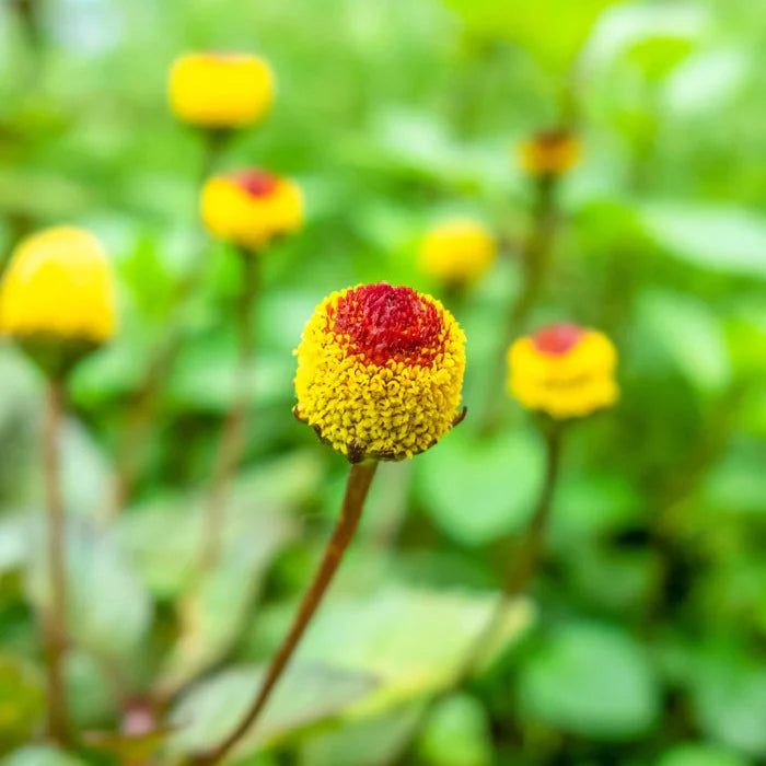 Yellow Acmella Oleracea Flower Seeds Planting