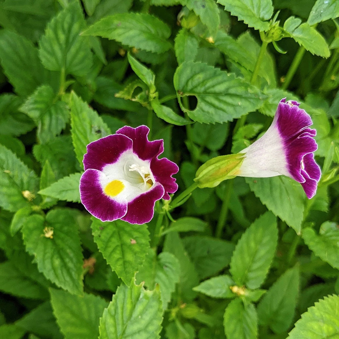 Ornamental Torenia seeds for gardens