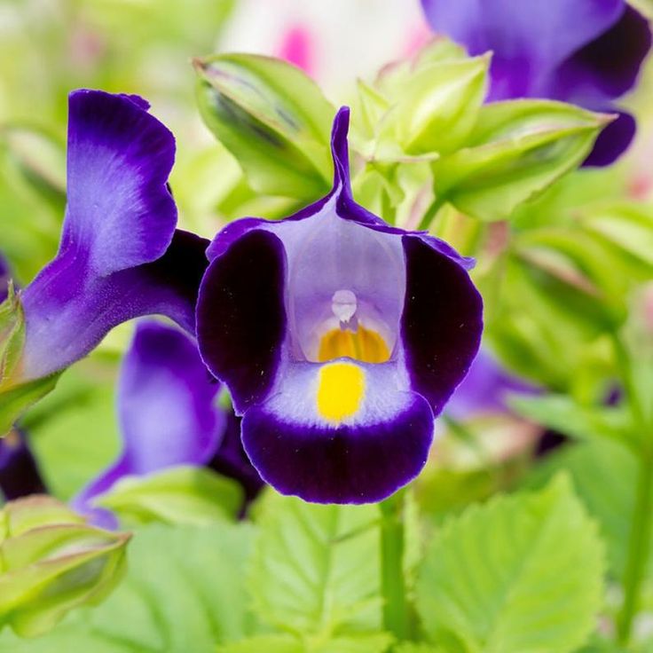 Torenia flowers in shaded garden