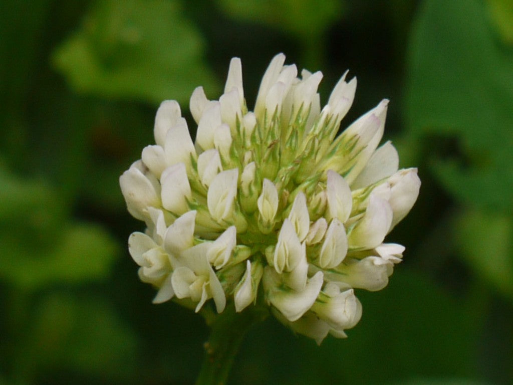 Trifolium Repens Seeds for Gardening