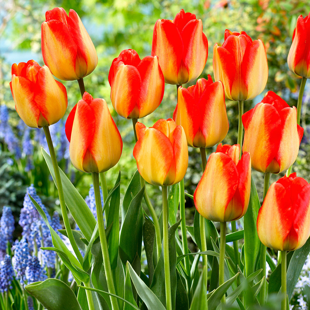 Tulip Flower Seeds - Vibrant Yellow And Red Blossoms For Stunning Garden Planting