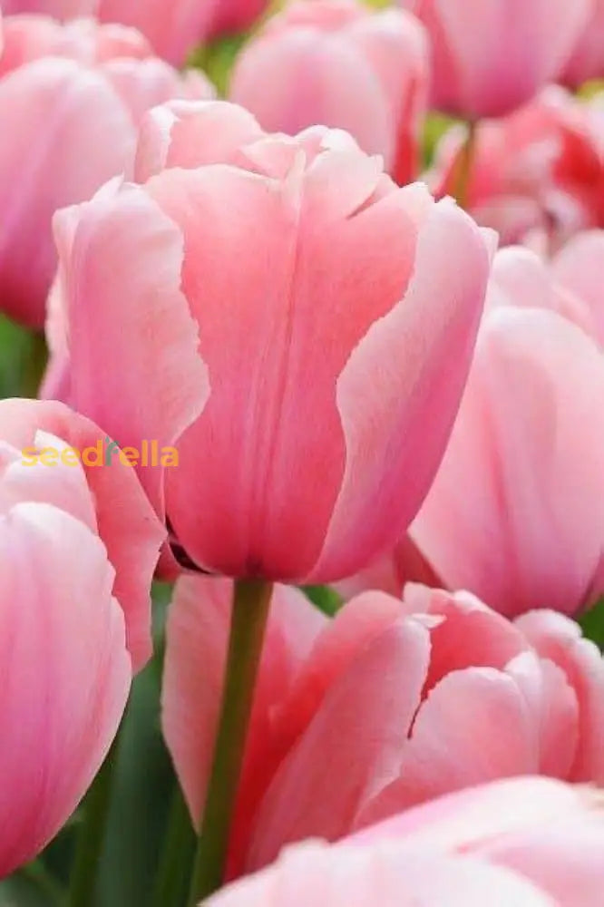 Baby pink tulip flowering seeds for gardens