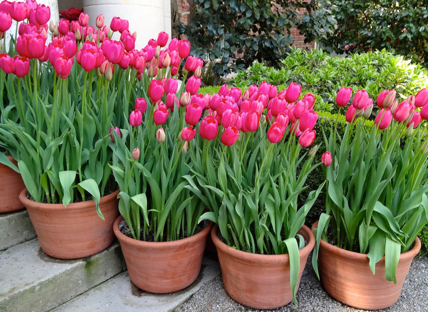 Bicolor pink and white tulip seeds for gardens