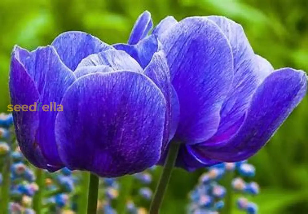 Blue toned tulip bloom seeds for outdoor gardens