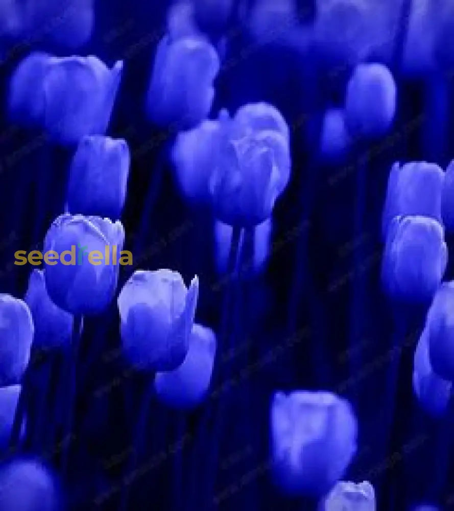 Non GMO Sky Blue tulip seeds for gardening