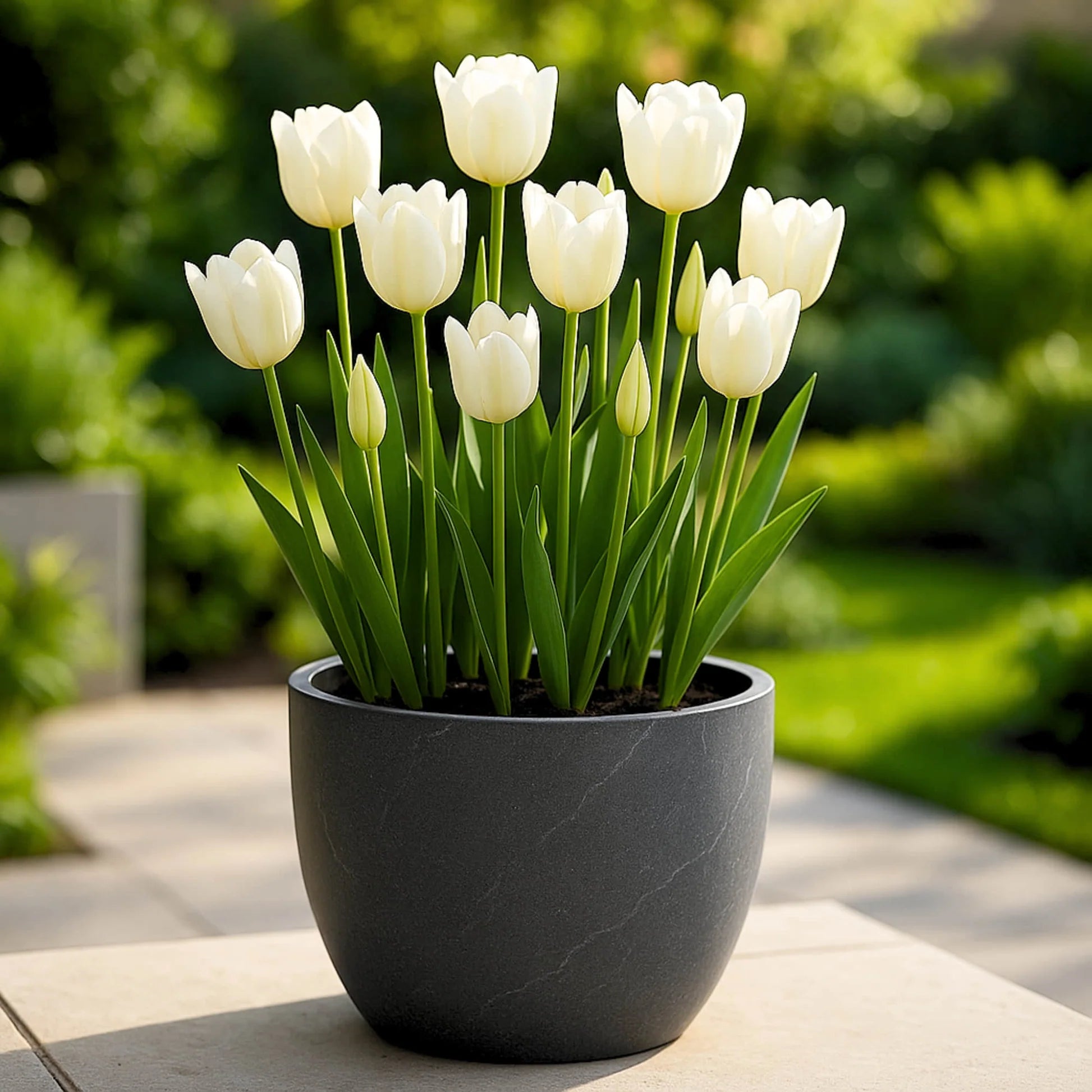 Ornamental white tulip seeds for landscaping