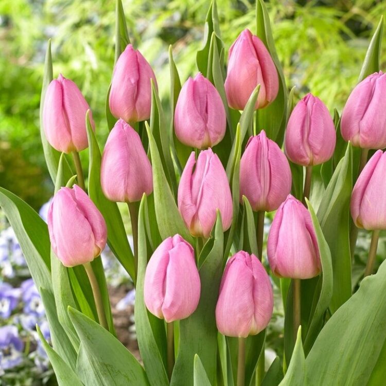 Perennial tulip pink and white seeds for outdoor planting