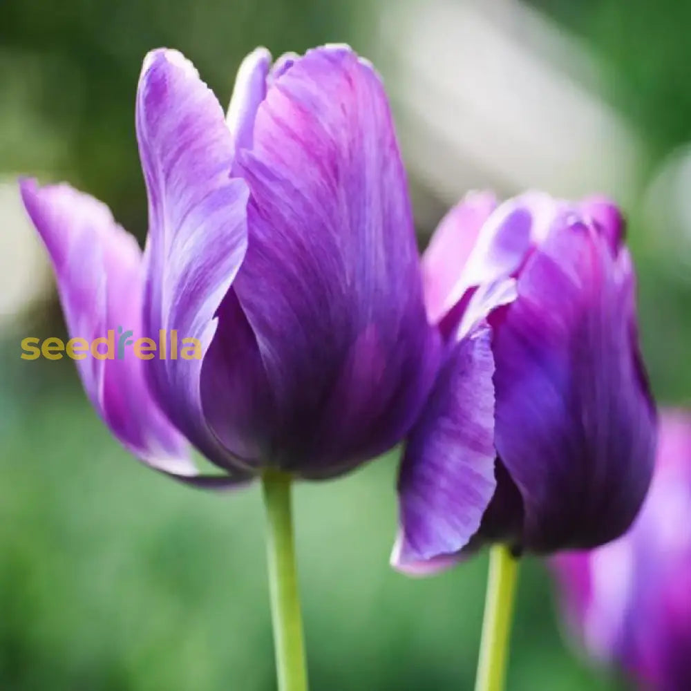 Mixed tulip seeds collection for planting