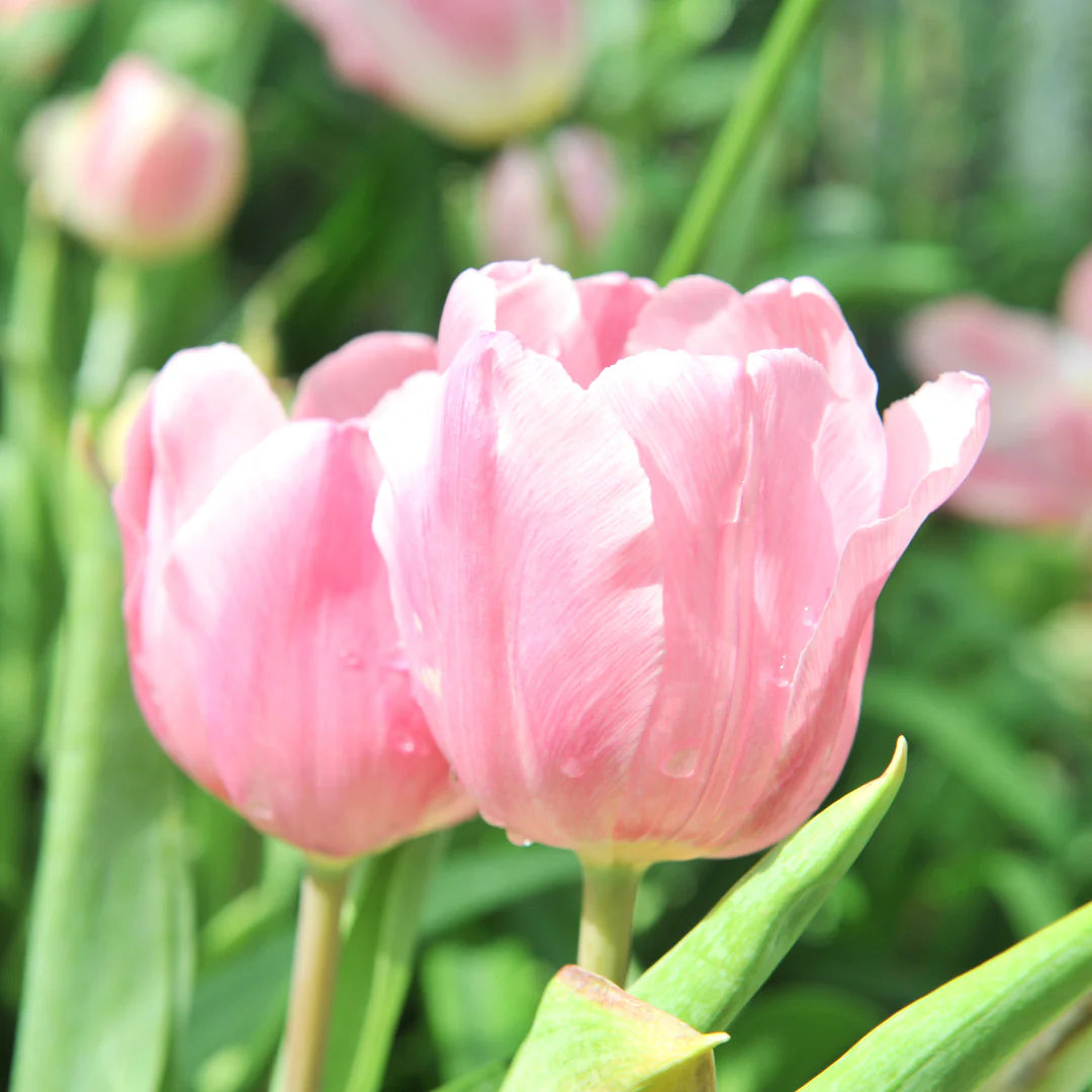 Pink and white tulip seeds for planting