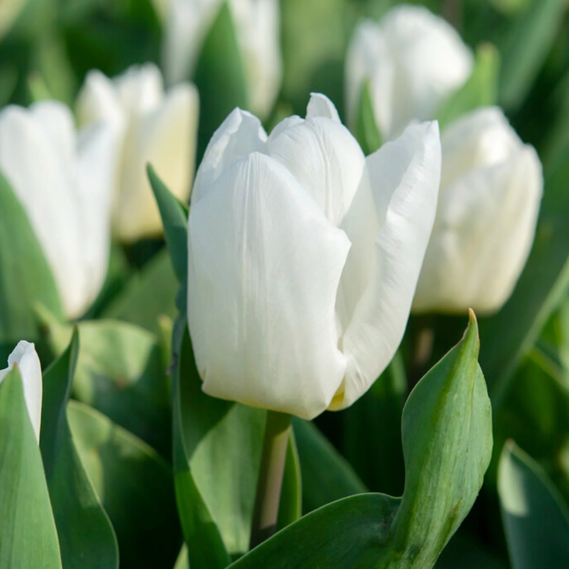 White tulip flowering seeds for elegant gardens