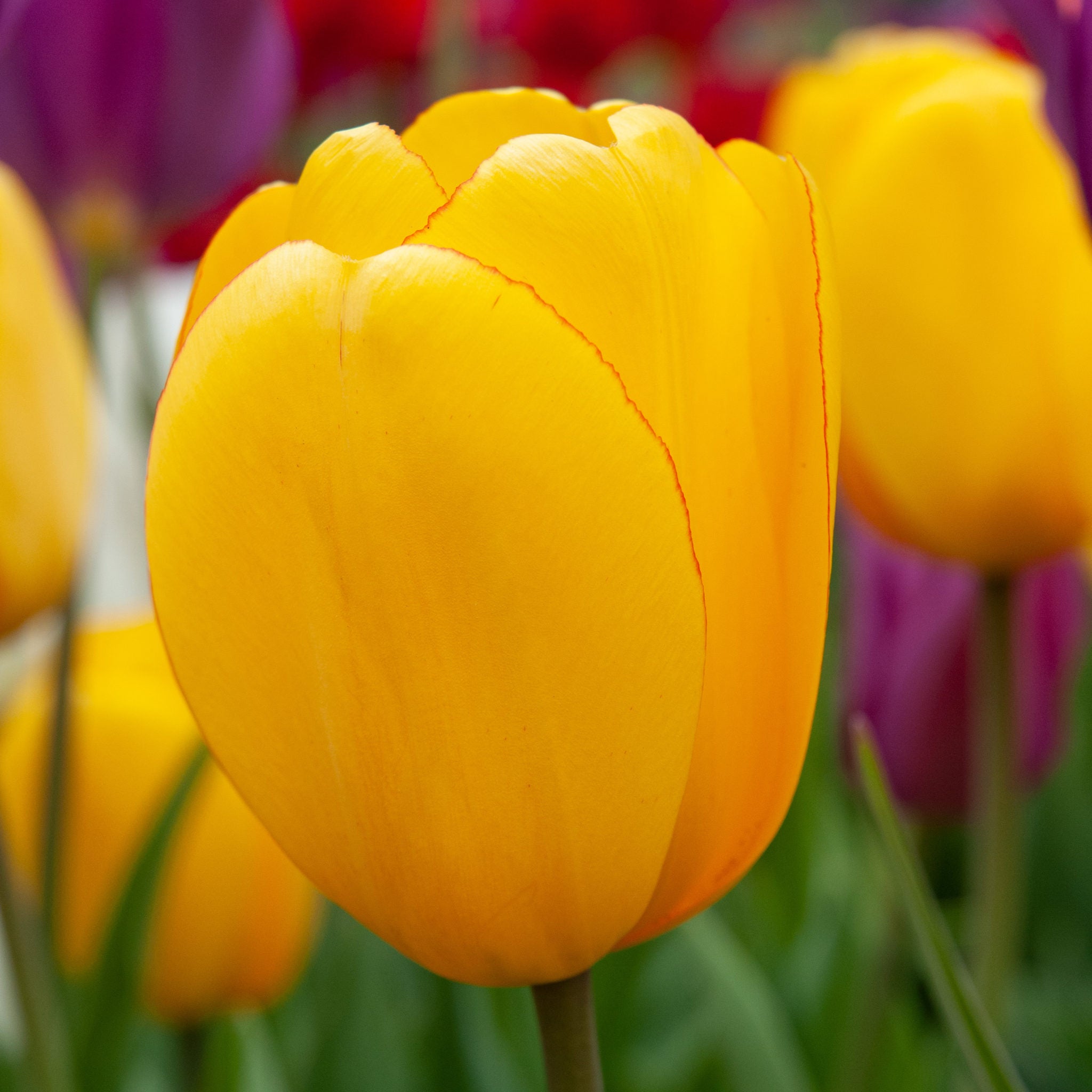 Vibrant Yellow Tulip Blooms in Garden
