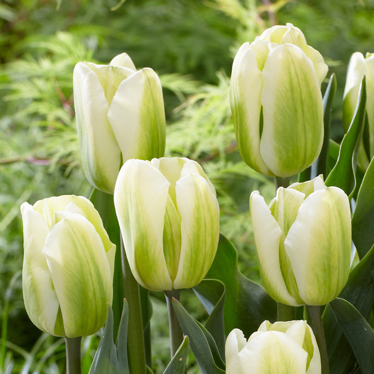 Green White Tulip Flower seeds for Planting - Drought Tolerant, Heirloom & GMO Free Seeds for Home Garden
 
 Sale for planting in home garden