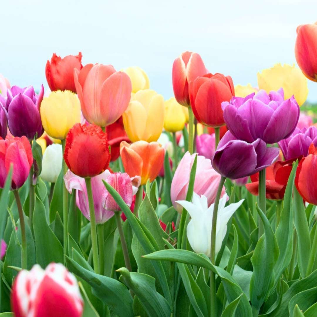 Tulip Flower seeds for Planting Low Maintenance Heirloom & GMO Free Seeds for Home Garden 
 
 Sale for planting in home garden