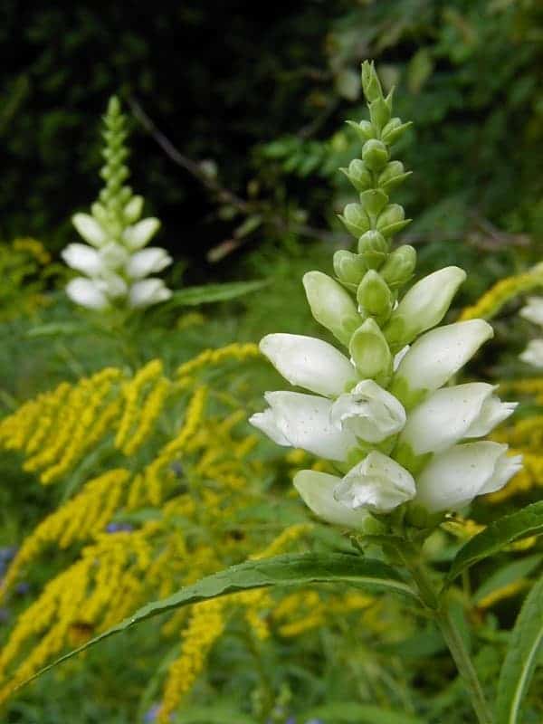 Non GMO White Turtlehead seeds