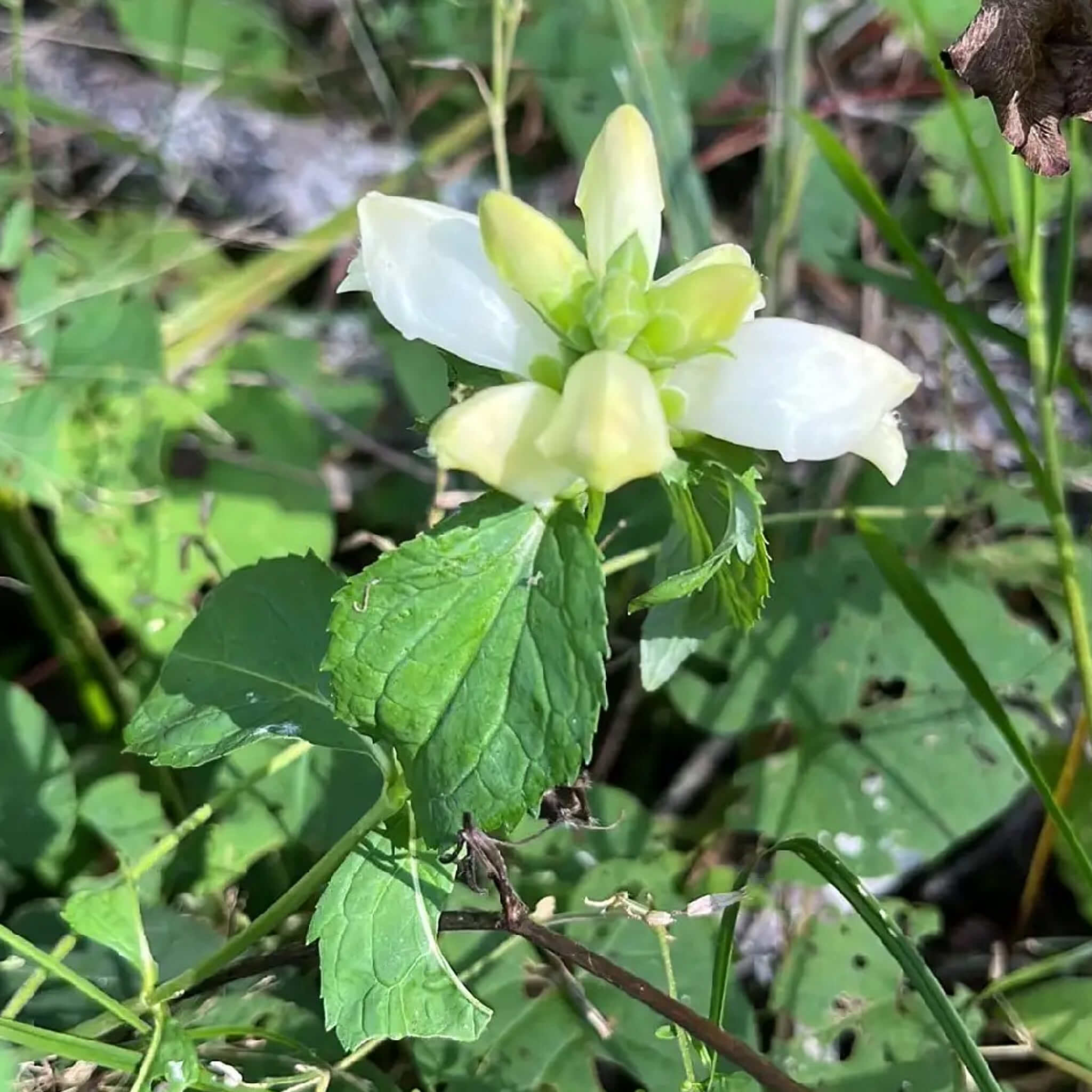 White Turtlehead flowering seeds for gardens