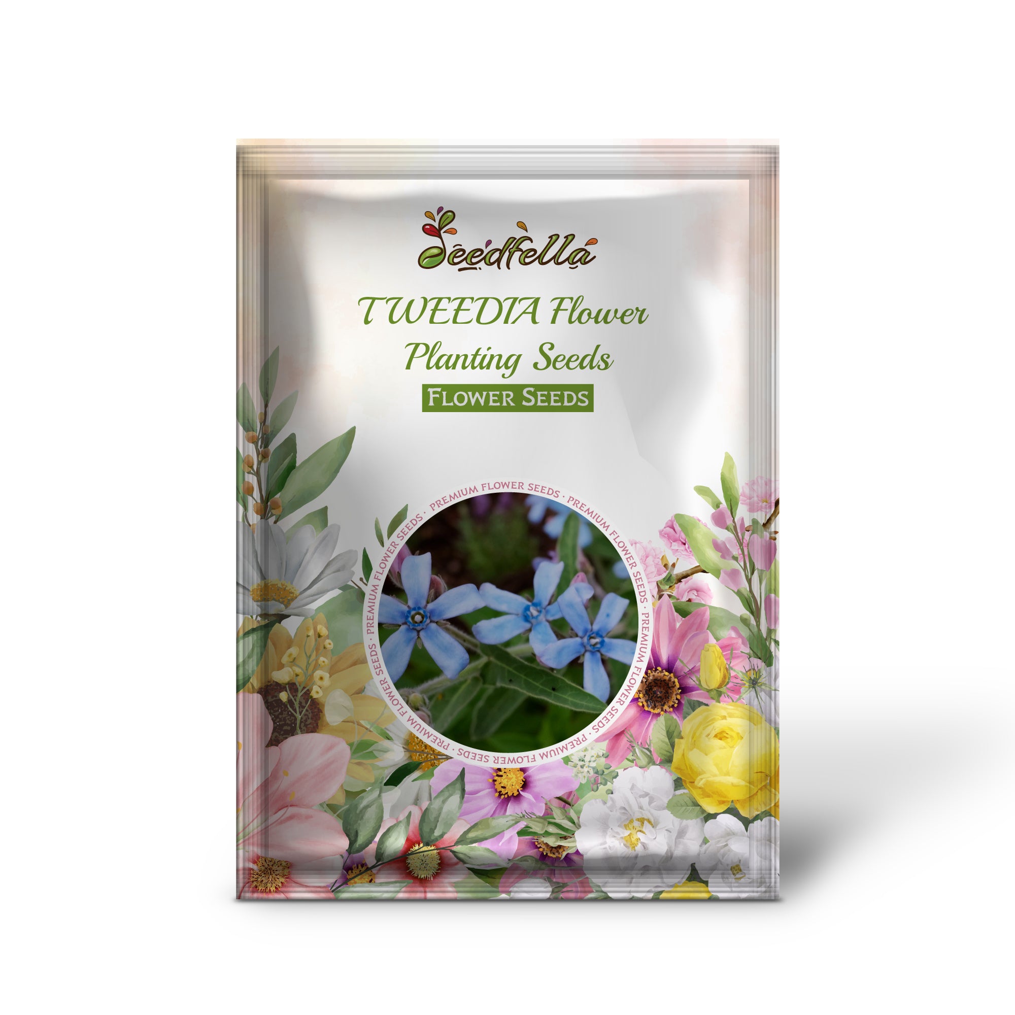 Tweedia blue flower garden seeds for outdoor planting