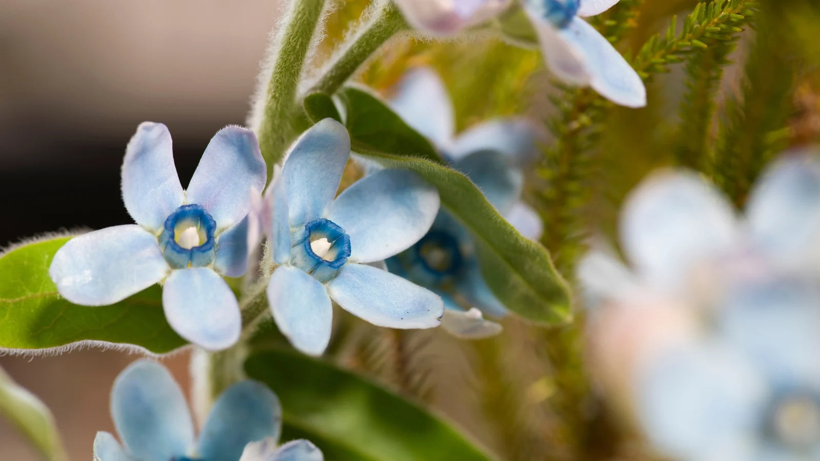 Blue star Tweedia flowering seeds for gardens