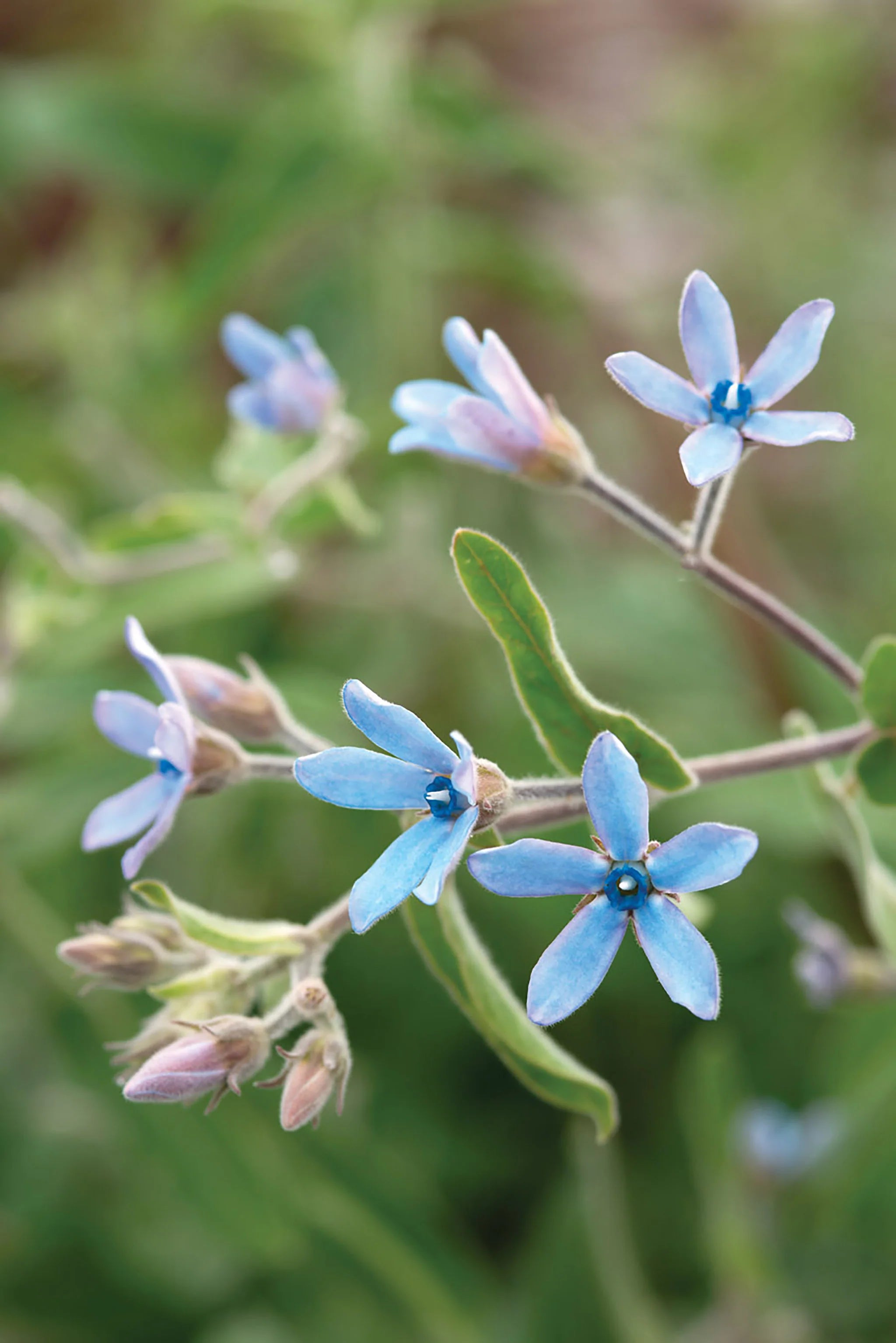 Non GMO Tweedia blue flower seeds