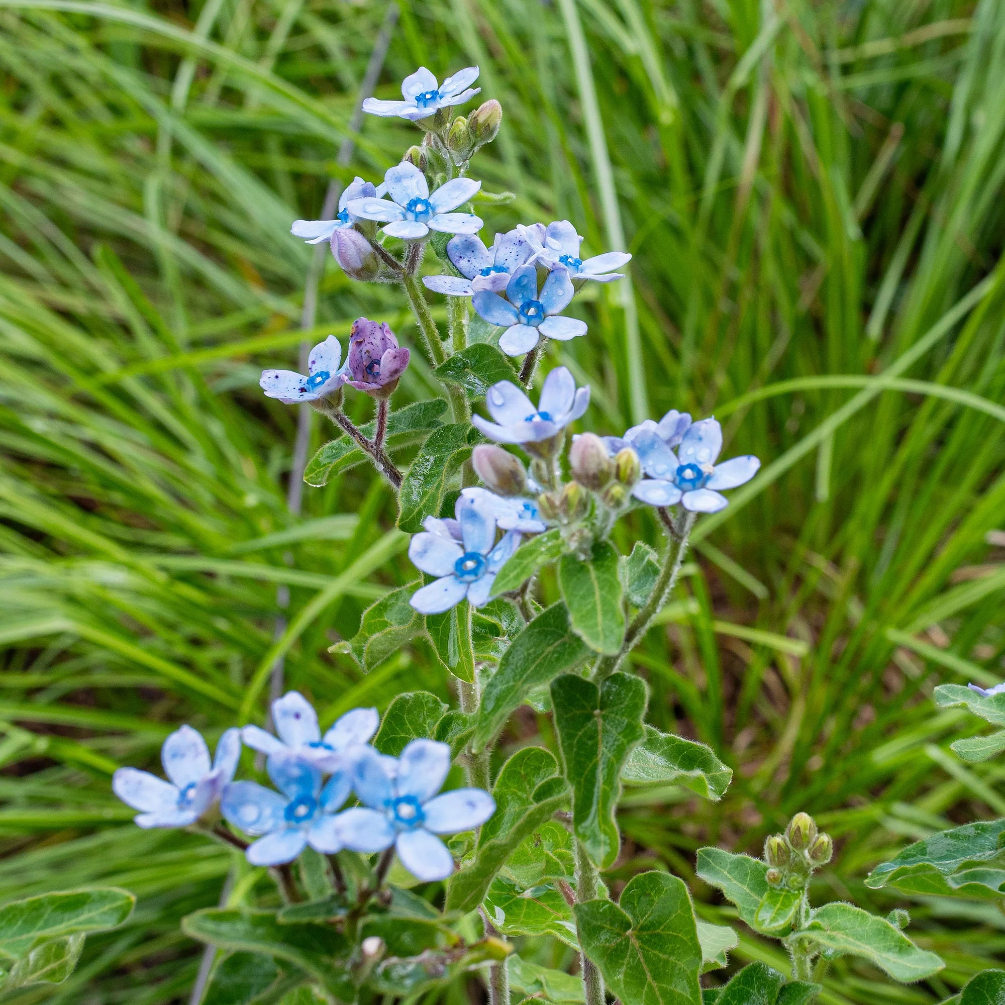 Tweedia blue star flower seeds for planting