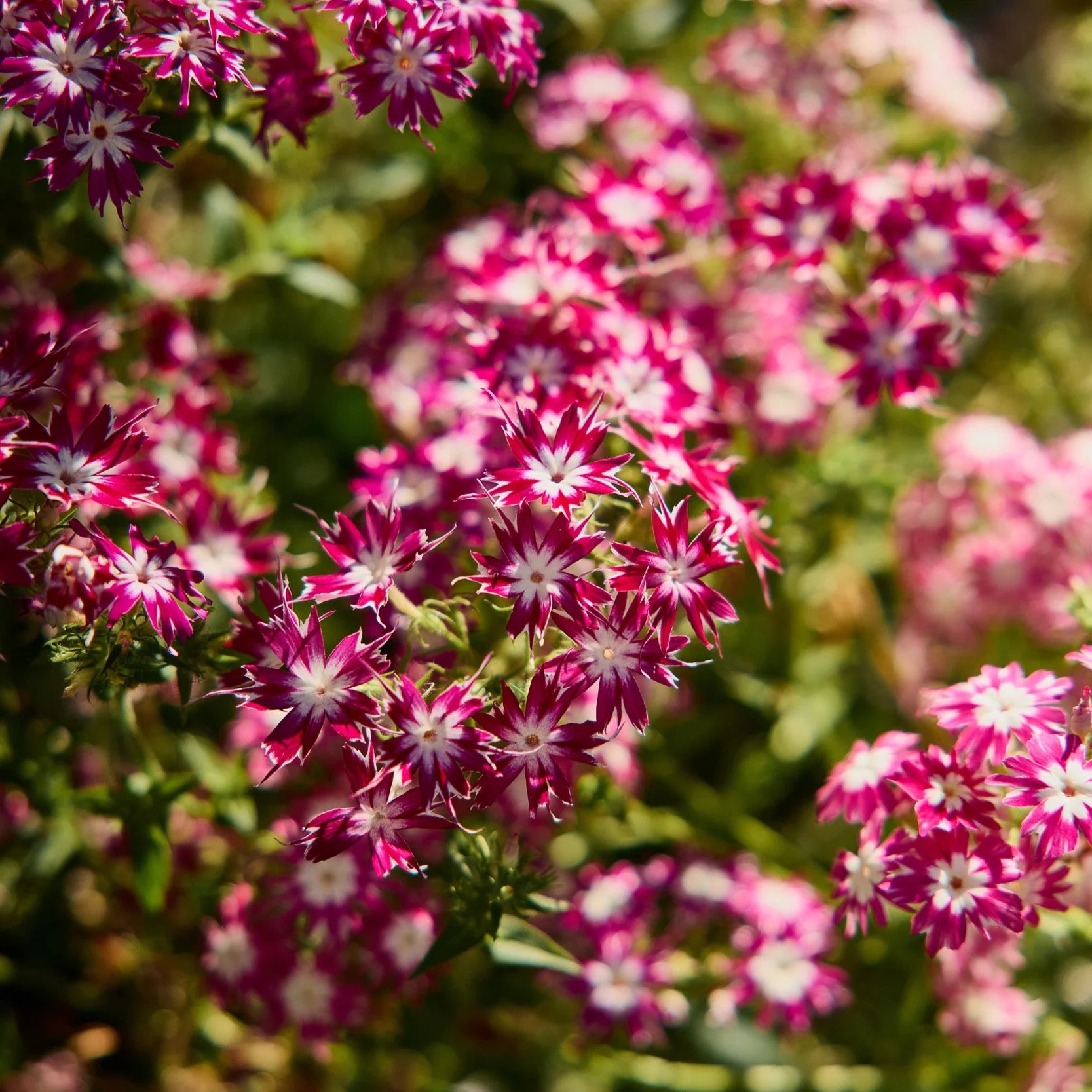 Non-GMO Twinkle Star Seeds for Gardening
